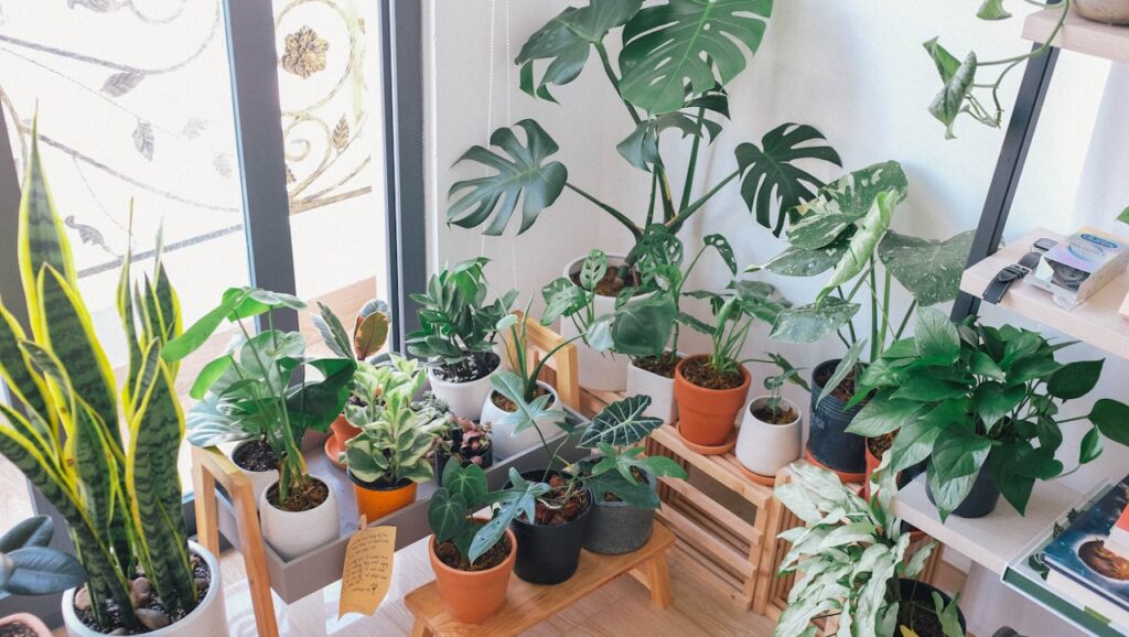 Leafy Corner – gra o sklepie z roślinami, która wciąga bez oderwania