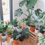 Leafy Corner – gra o sklepie z roślinami, która wciąga bez oderwania
