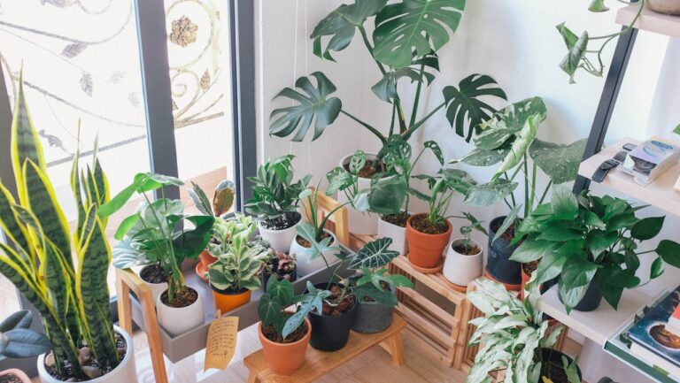 Leafy Corner – gra o sklepie z roślinami, która wciąga bez oderwania